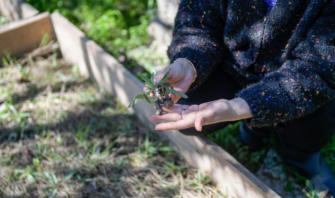 Meslek Fabrikası’nda eğitim alan emekli bir öğretmenin, Kemalpaşa’daki bahçesinde nasıl