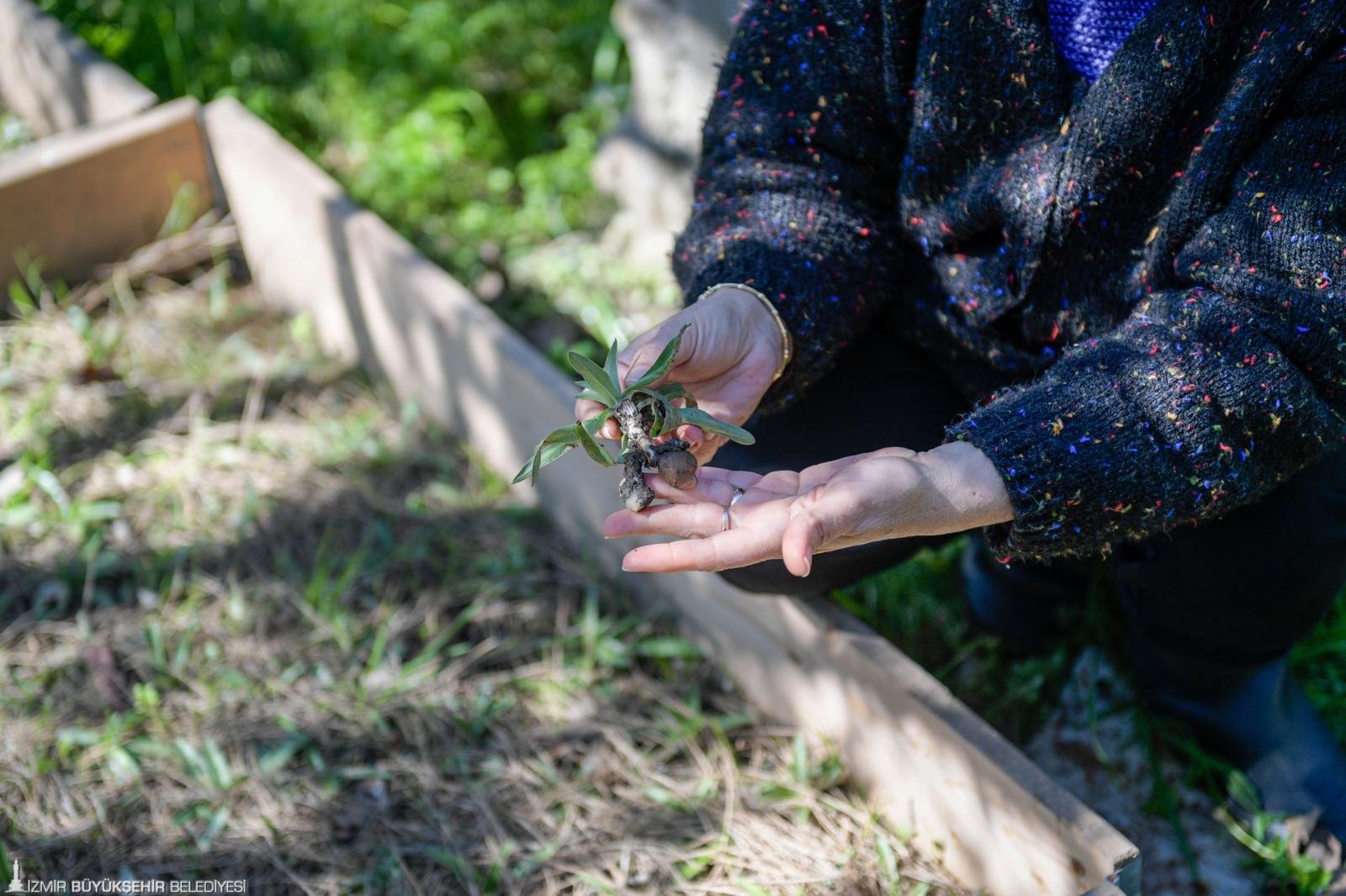 Meslek Fabrikası’ndan Kemalpaşa’ya uzanan başarı: Emekli öğretmen salep üreticisi oldu