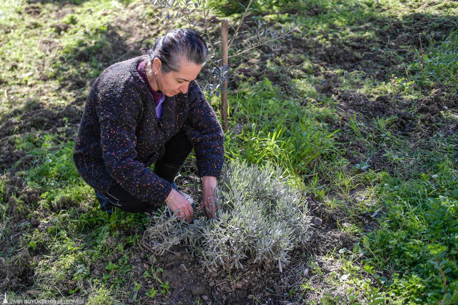 Meslek Fabrikası’ndan Kemalpaşa’ya uzanan başarı: Emekli öğretmen salep üreticisi oldu