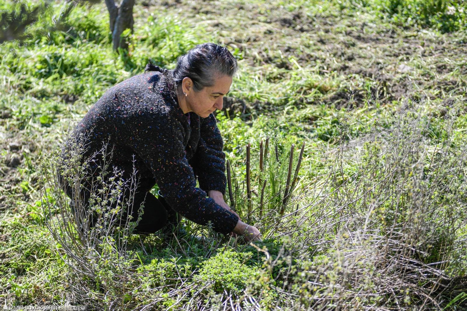Meslek Fabrikası’ndan Kemalpaşa’ya uzanan başarı: Emekli öğretmen salep üreticisi oldu
