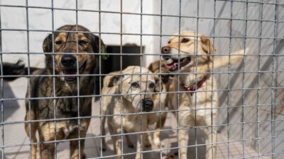 Bornova’da sokaktaki can dostlarımız için anlamlı bir dayanışma örneği sergilendi!