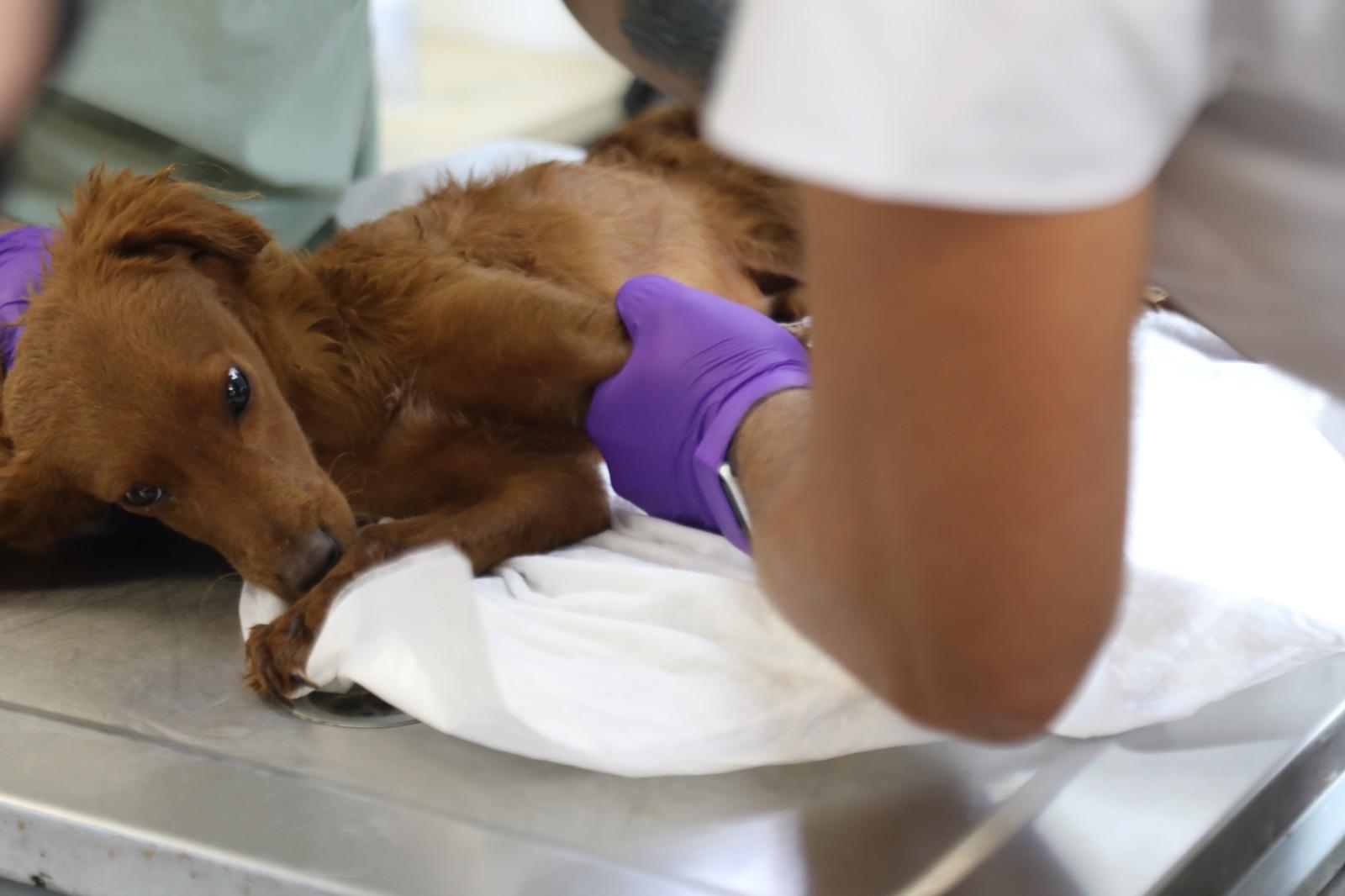 Bayraklı'da can dostlara modern yuva: Hayvan Bakımevi baştan aşağı yenilendi! 4 Bayraklı'da can dostlara modern yuva: Hayvan Bakımevi baştan aşağı yenilendi!