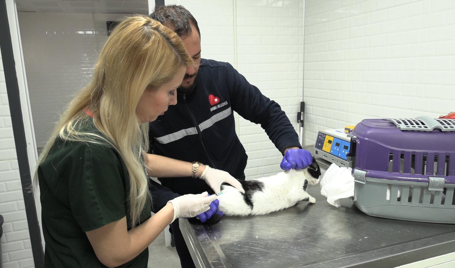 Bayraklı'da can dostlara modern yuva: Hayvan Bakımevi baştan aşağı yenilendi! 3 Bayraklı'da can dostlara modern yuva: Hayvan Bakımevi baştan aşağı yenilendi!