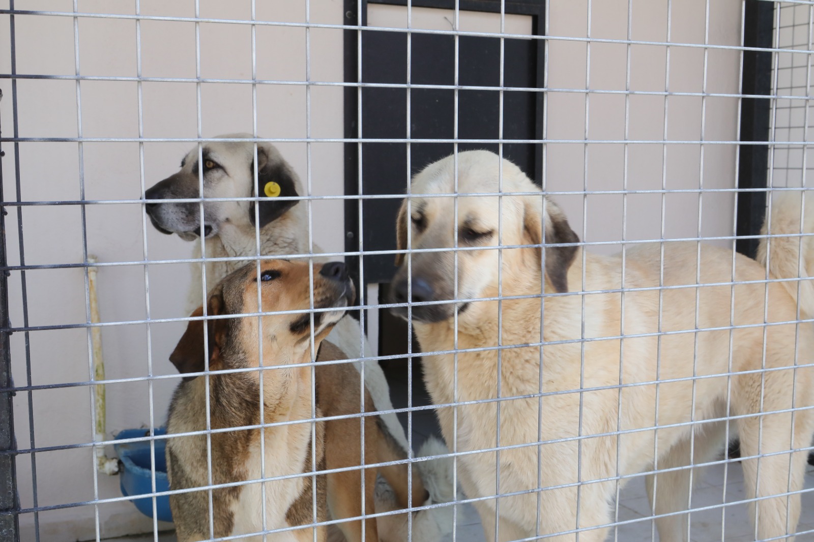 Bayraklı'da can dostlara modern yuva: Hayvan Bakımevi baştan aşağı yenilendi! 2 Bayraklı'da can dostlara modern yuva: Hayvan Bakımevi baştan aşağı yenilendi!