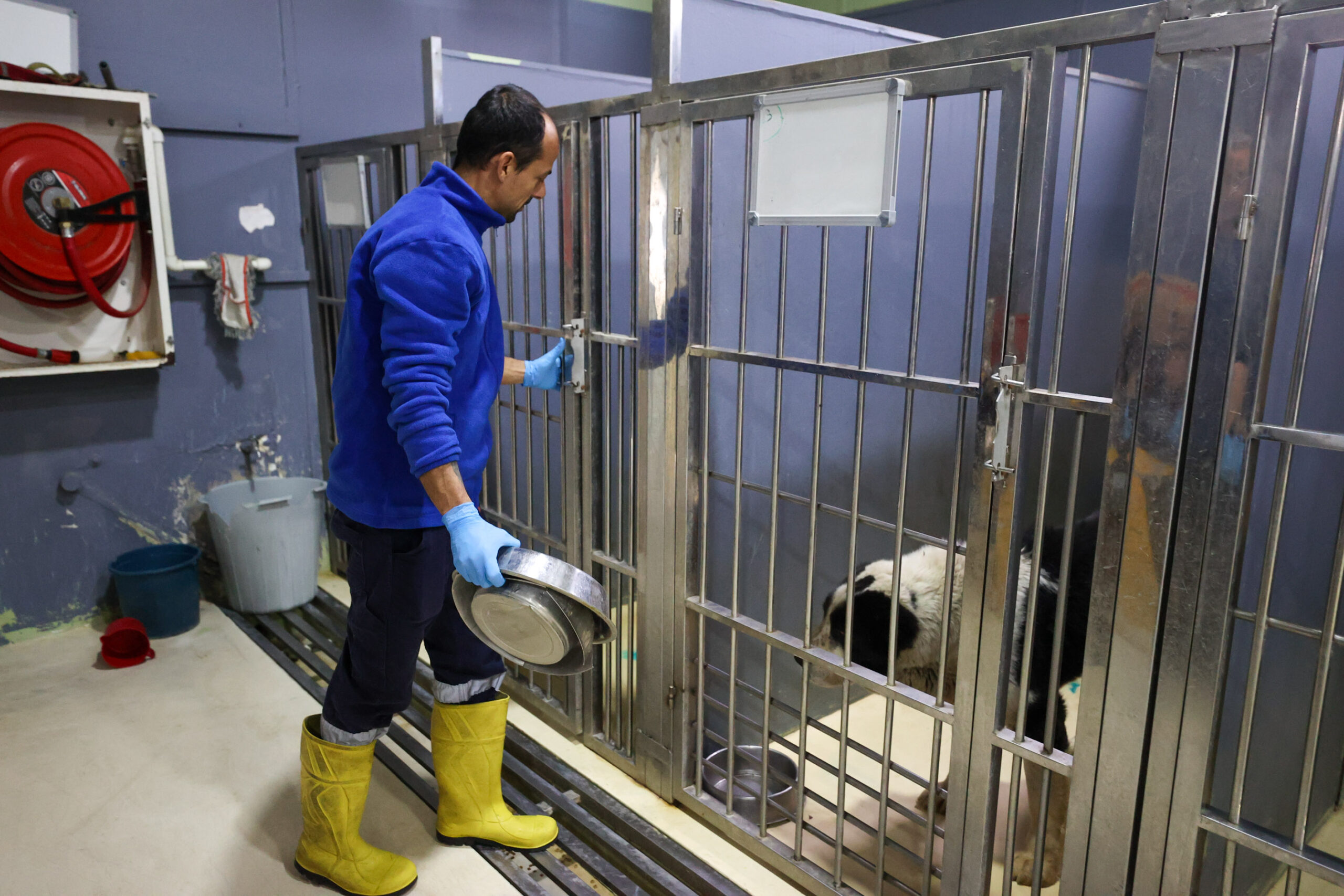 Buca’nın can dostlarına 'beş yıldızlı' konfor: Hijyenik padok, taze mama, çok sevgi