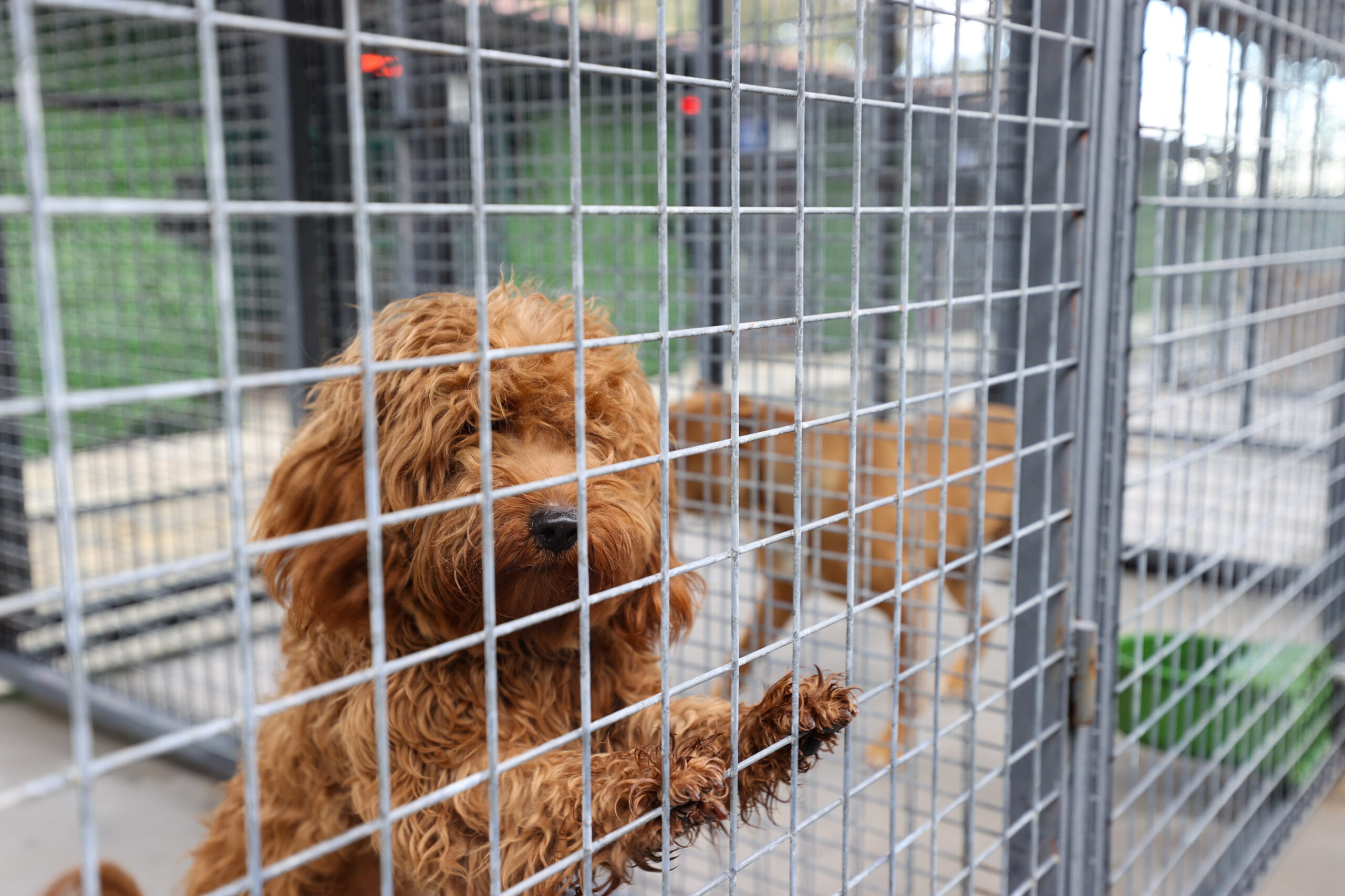 Buca’nın can dostlarına 'beş yıldızlı' konfor: Hijyenik padok, taze mama, çok sevgi