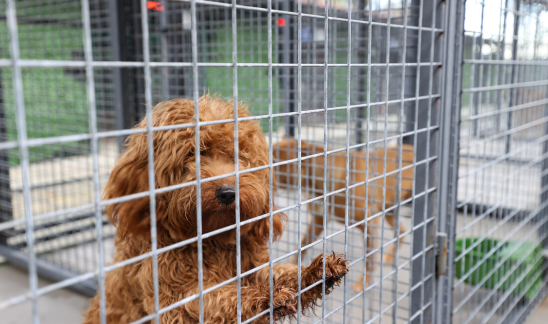 Buca’nın sokak hayvanları için "beş yıldızlı" mesai başladı! 

Buca Belediye