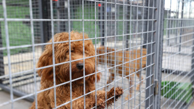 Buca’nın sokak hayvanları için "beş yıldızlı" mesai başladı! 

Buca Belediye