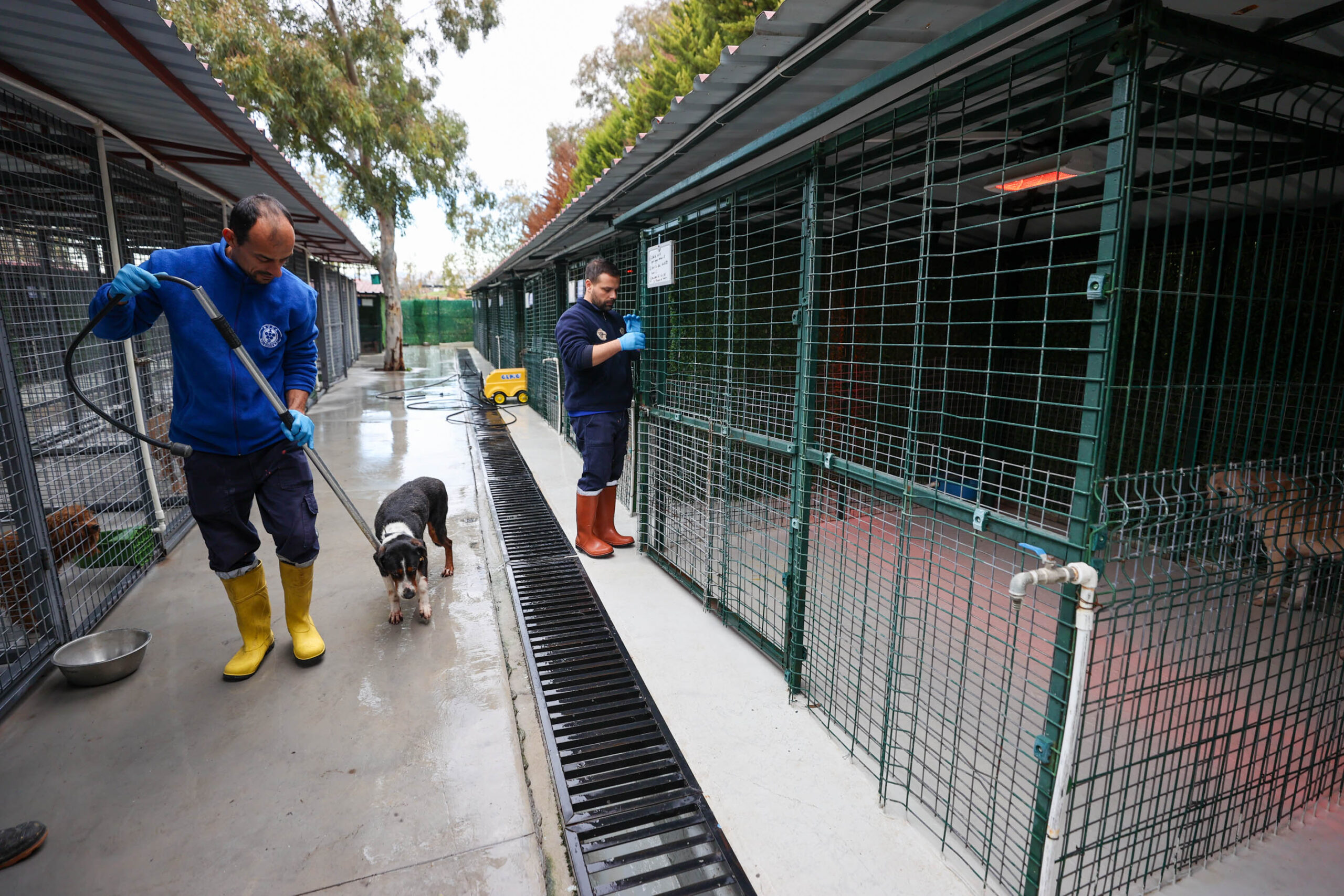 Buca’nın can dostlarına 'beş yıldızlı' konfor: Hijyenik padok, taze mama, çok sevgi