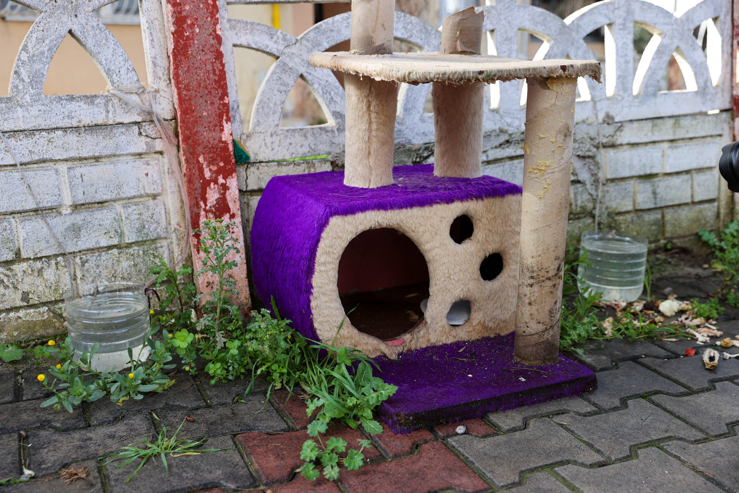 Buca'da can dost vahşeti tescillendi: Vicdansızlar zehirlemişler