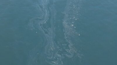 İzmir Körfezi, Kasım ayından bu yana süregelen çevre katliamına bugün