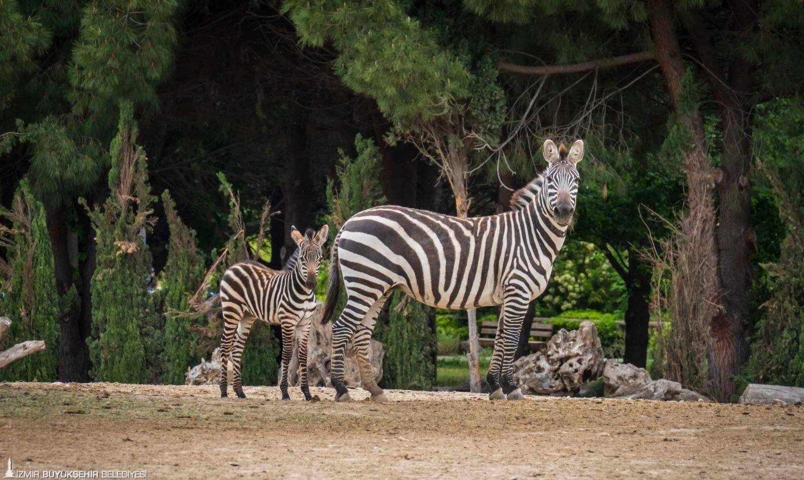 İzmirli çocuklara 'bayram' müjdesi: Doğal Yaşam Parkı o tarihlerde ücretsiz