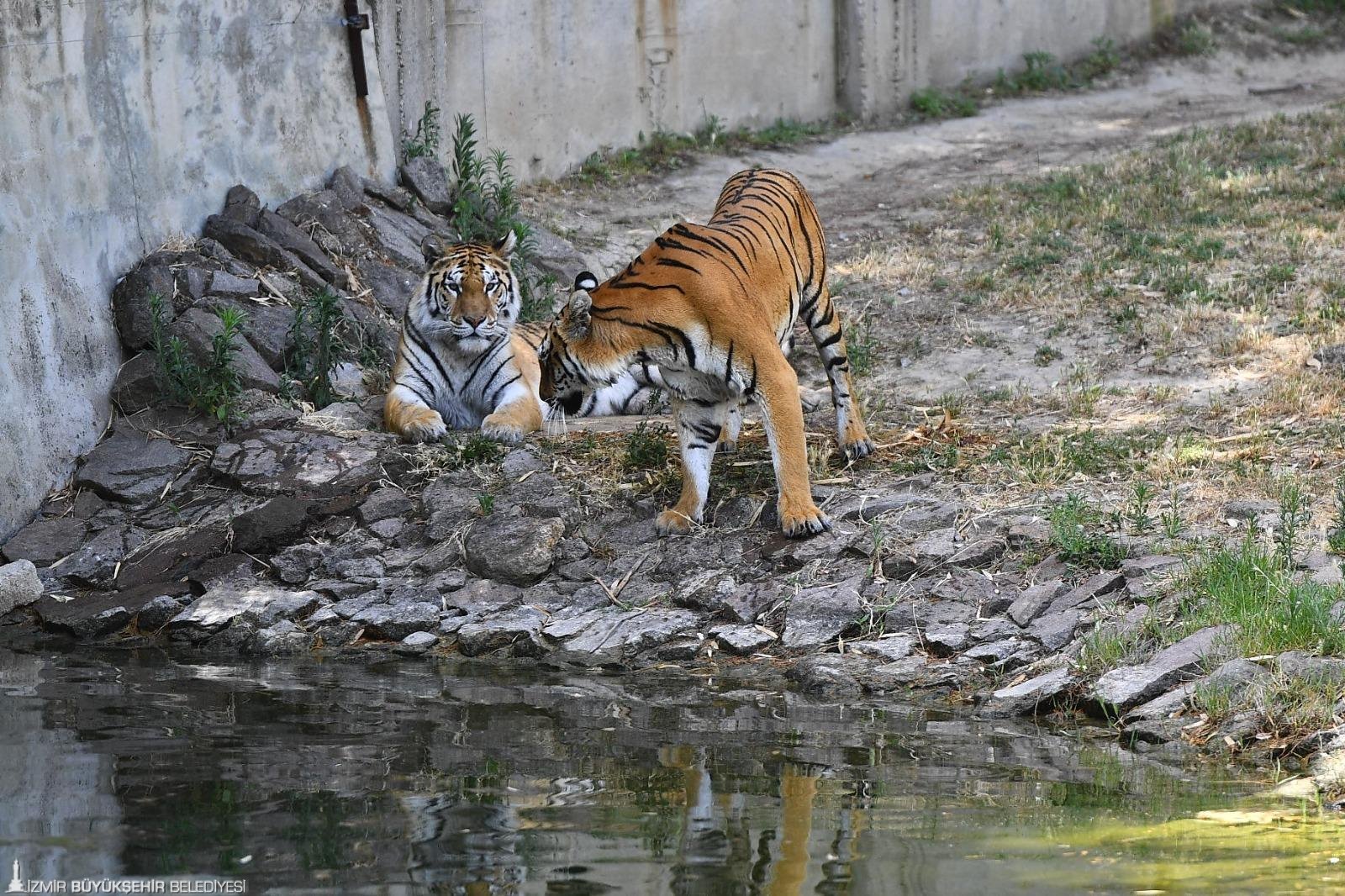 İzmirli çocuklara 'bayram' müjdesi: Doğal Yaşam Parkı o tarihlerde ücretsiz