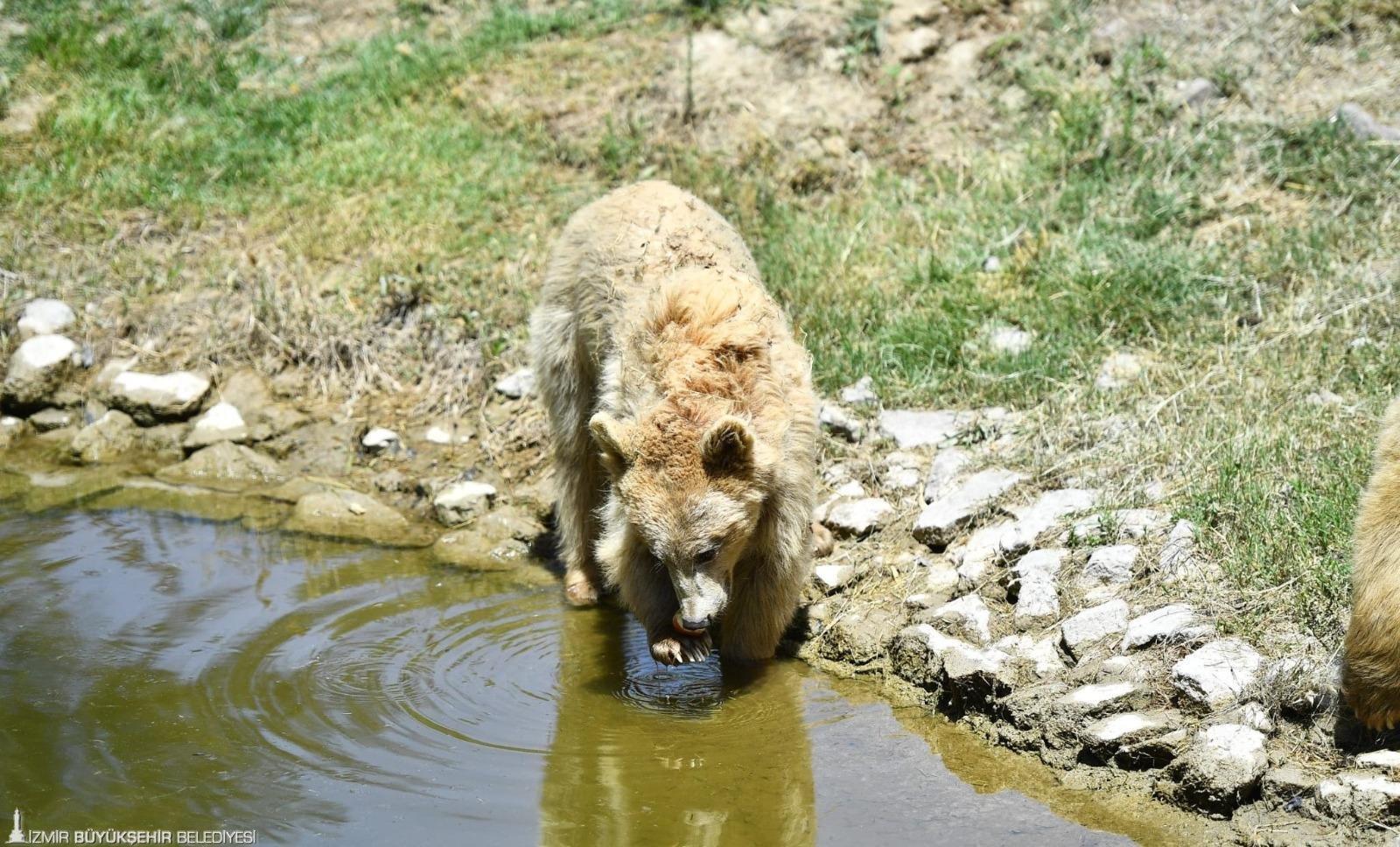 İzmirli çocuklara 'bayram' müjdesi: Doğal Yaşam Parkı o tarihlerde ücretsiz
