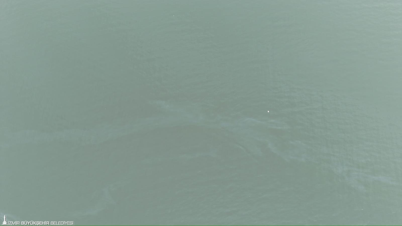 İzmir Körfezi'ne 'seri suikast': 11.'inci kez aynı noktada ihanet