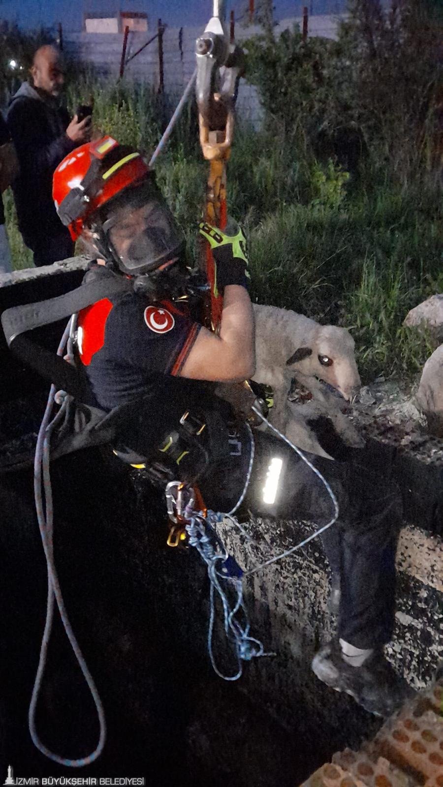 İzmir İtfaiyesi en küçük 'Can' için teyakkuza geçti: Minik kuzu son anda kurtarıldı