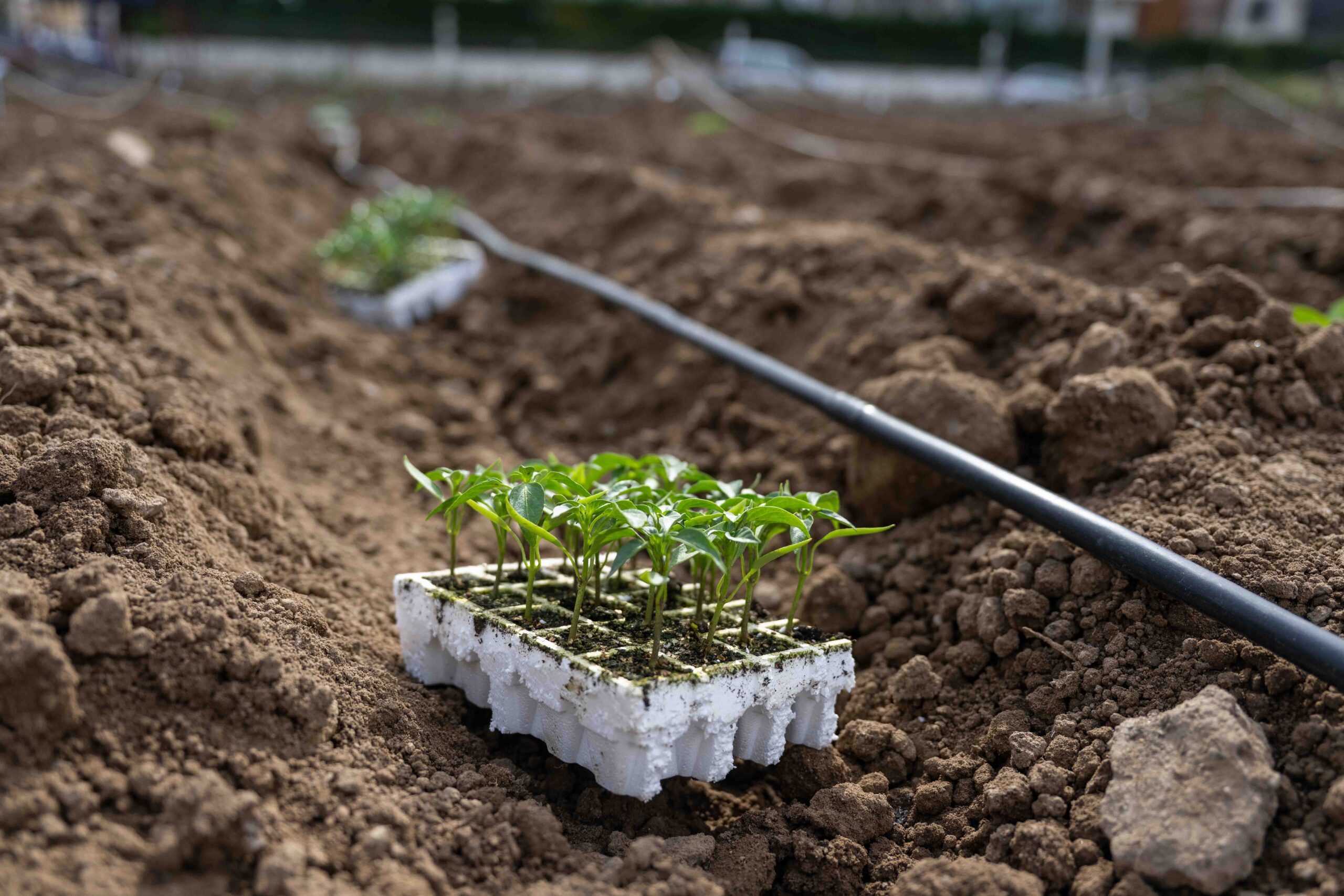 Bornova’da Kent Bostanları: Her mahalleye bir üretim bahçesi geliyor