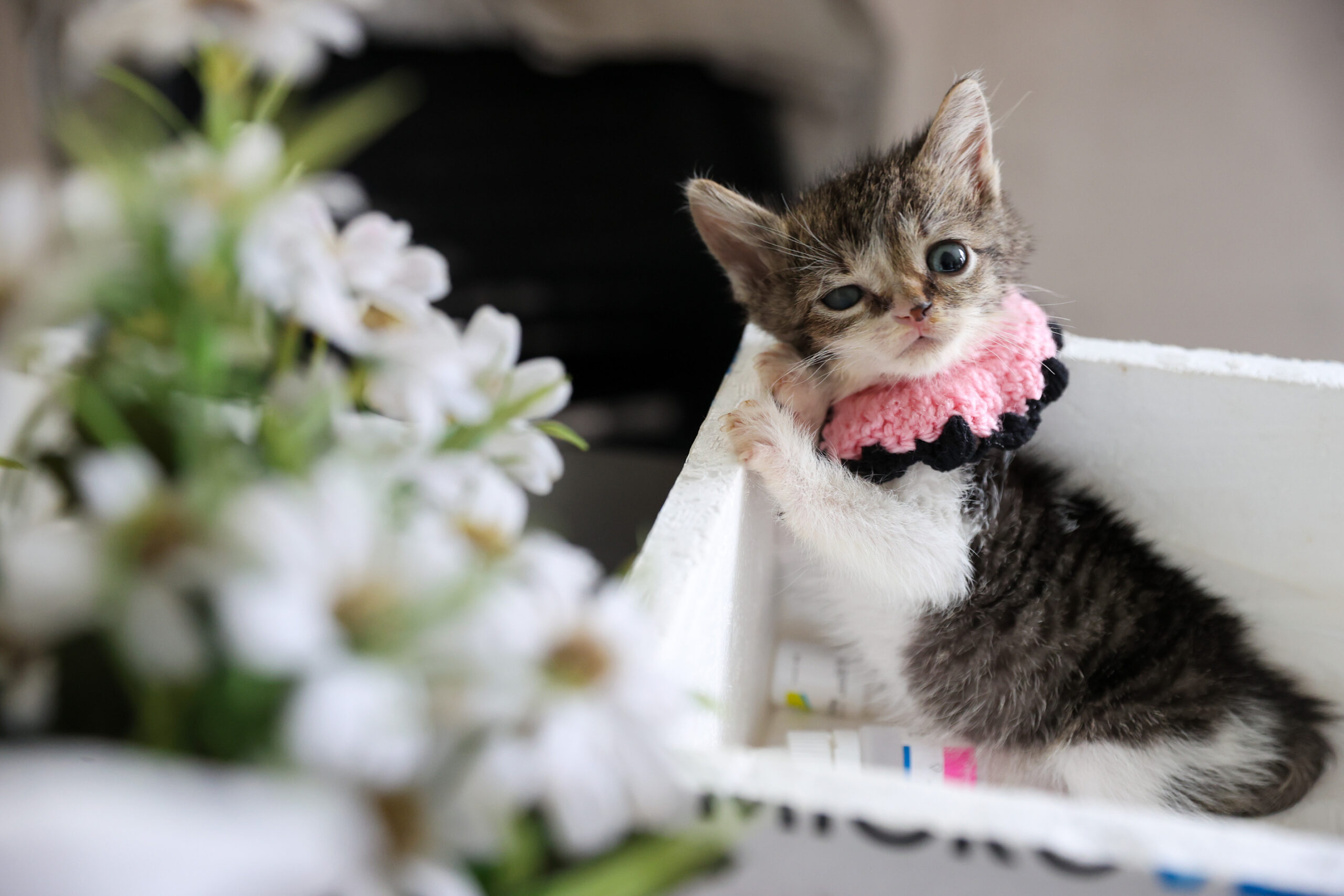 Buca’da mucizenin adı: "Zero" hayata sevgiyle tutundu! 3 Buca’da mucizenin adı: "Zero" hayata sevgiyle tutundu!