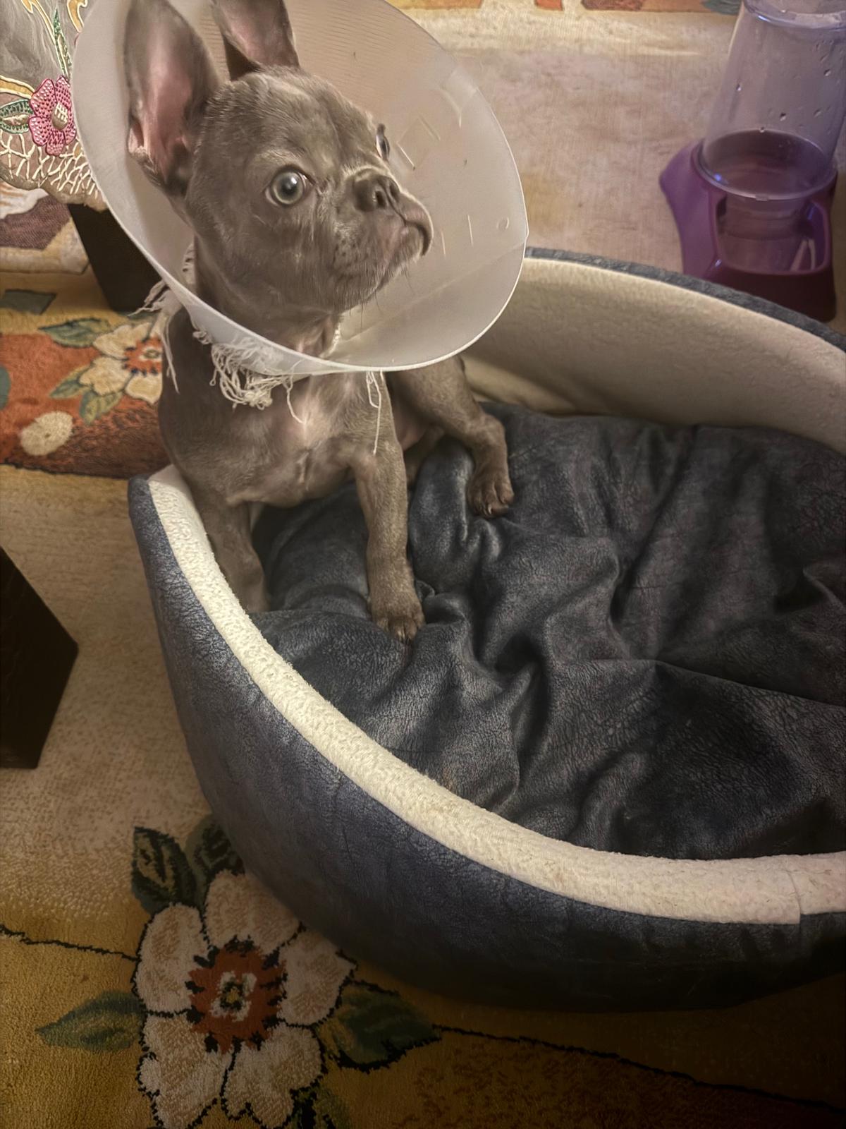 Çiğli’de veteriner kliniğine ağır suçlama: Operasyon yapan hekime ulaşılamadı mı? 1 Çiğli’de veteriner kliniğine ağır suçlama: Operasyon yapan hekime ulaşılamadı mı?