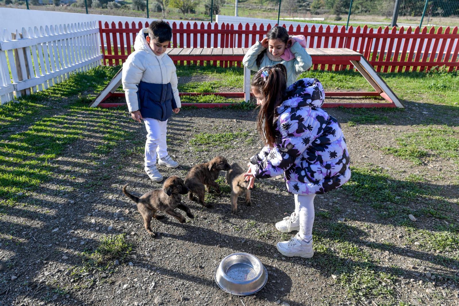 İzmir’de 3 bin 300 can yuvasına kavuştu! Şimdi sıra onlarda: 2 bin 300 “Pati" sevgi bekliyor