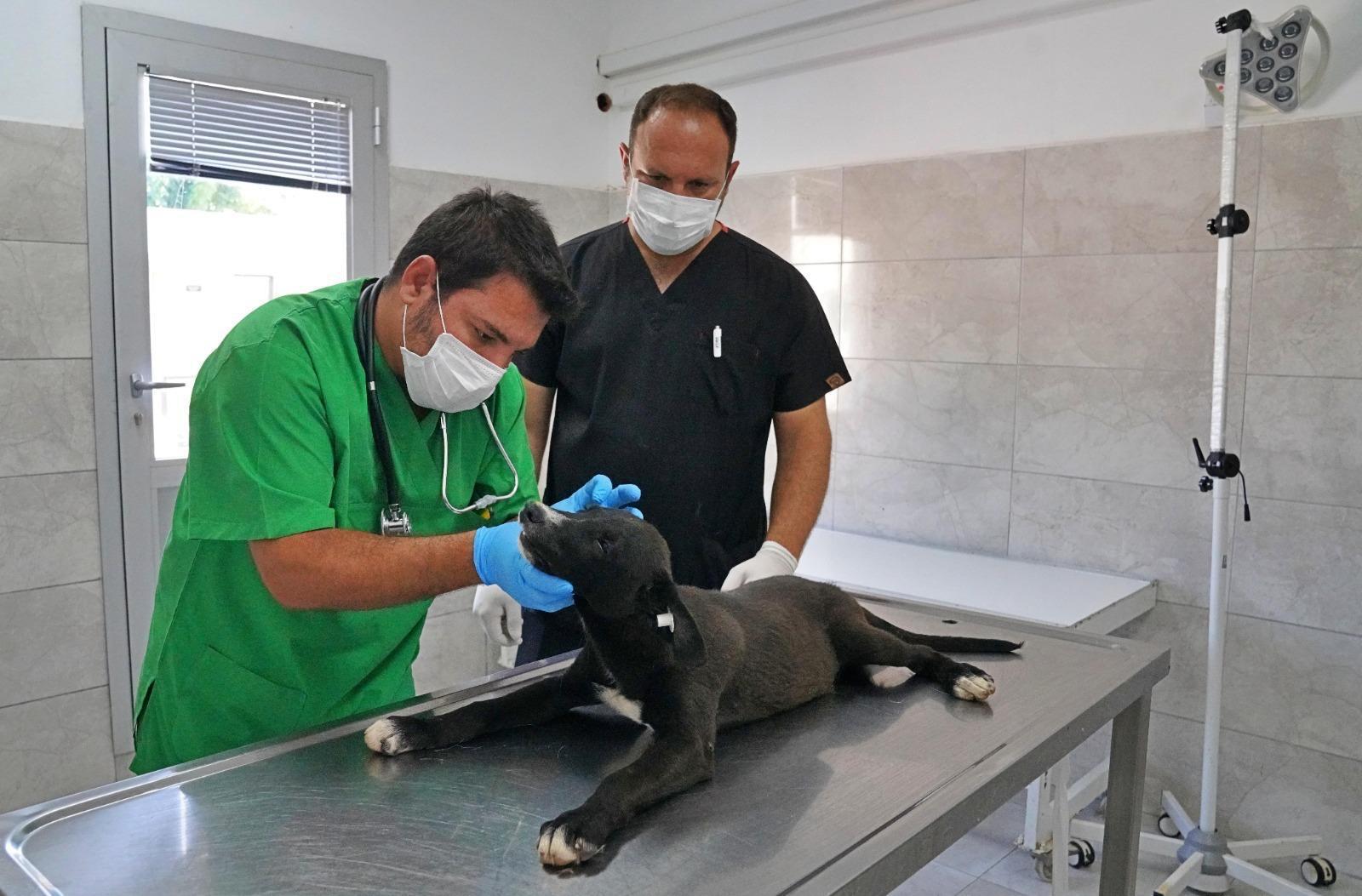 İzmir’de 3 bin 300 can yuvasına kavuştu! Şimdi sıra onlarda: 2 bin 300 “Pati" sevgi bekliyor