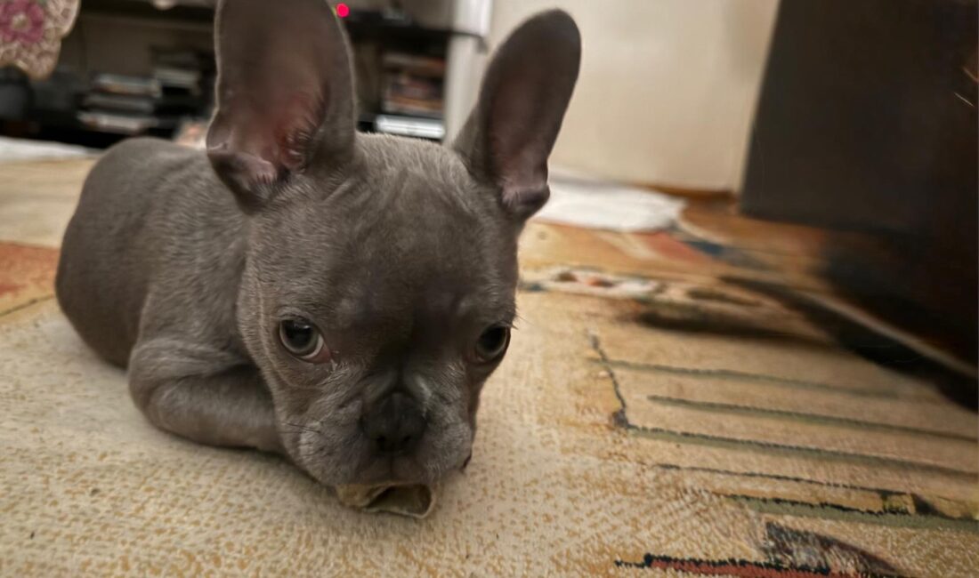 Çiğli’de bir hayvan hastanesinde ameliyat edilen French bulldog yavrusunun sahibi,