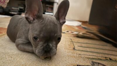 Çiğli’de bir hayvan hastanesinde ameliyat edilen French bulldog yavrusunun sahibi,
