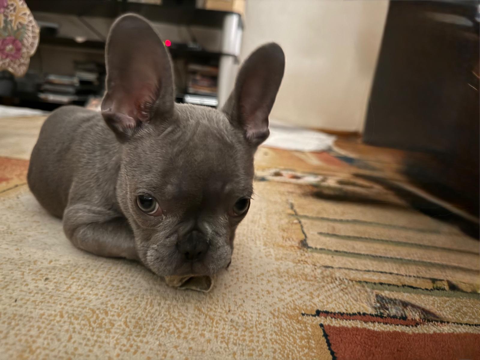 Çiğli’de bir hayvan hastanesinde ameliyat edilen French bulldog yavrusunun sahibi,