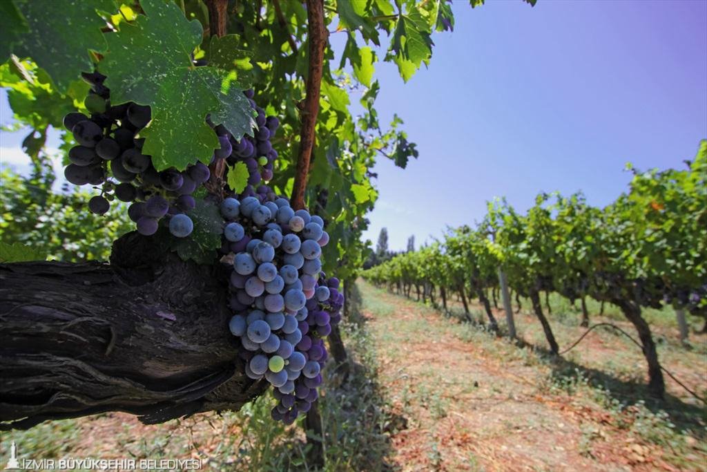 İzmir turizmde dünya ligine göz dikti: Ortak akıl; güçlü İzmir