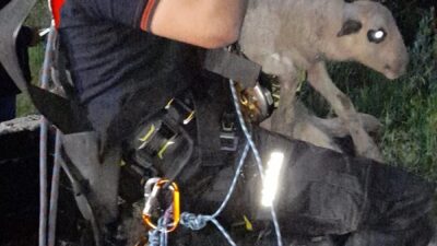 Bornova Işıkkent’te otlatılan kuzu, yaklaşık 20 metre derinliğindeki kuyuya düştü.