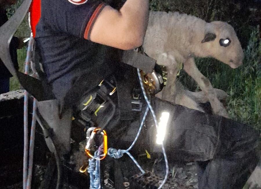 Bornova Işıkkent’te otlatılan kuzu, yaklaşık 20 metre derinliğindeki kuyuya düştü.