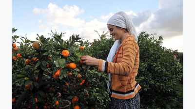 Gediz ve Küçük Menderes havzasındaki çiftçilerin tarlada kalan ürünlerine dikkat