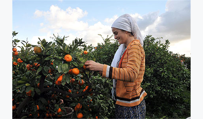Gediz ve Küçük Menderes havzasındaki çiftçilerin tarlada kalan ürünlerine dikkat