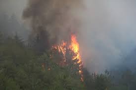 Tarım ve Orman Bakanlığı; 2025 yılında İzmir, Eskişehir, Bursa, Zonguldak