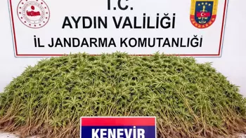 Aydın’ın Nazilli ilçesinde bir zeytin bahçesine kurulan özel serada 208