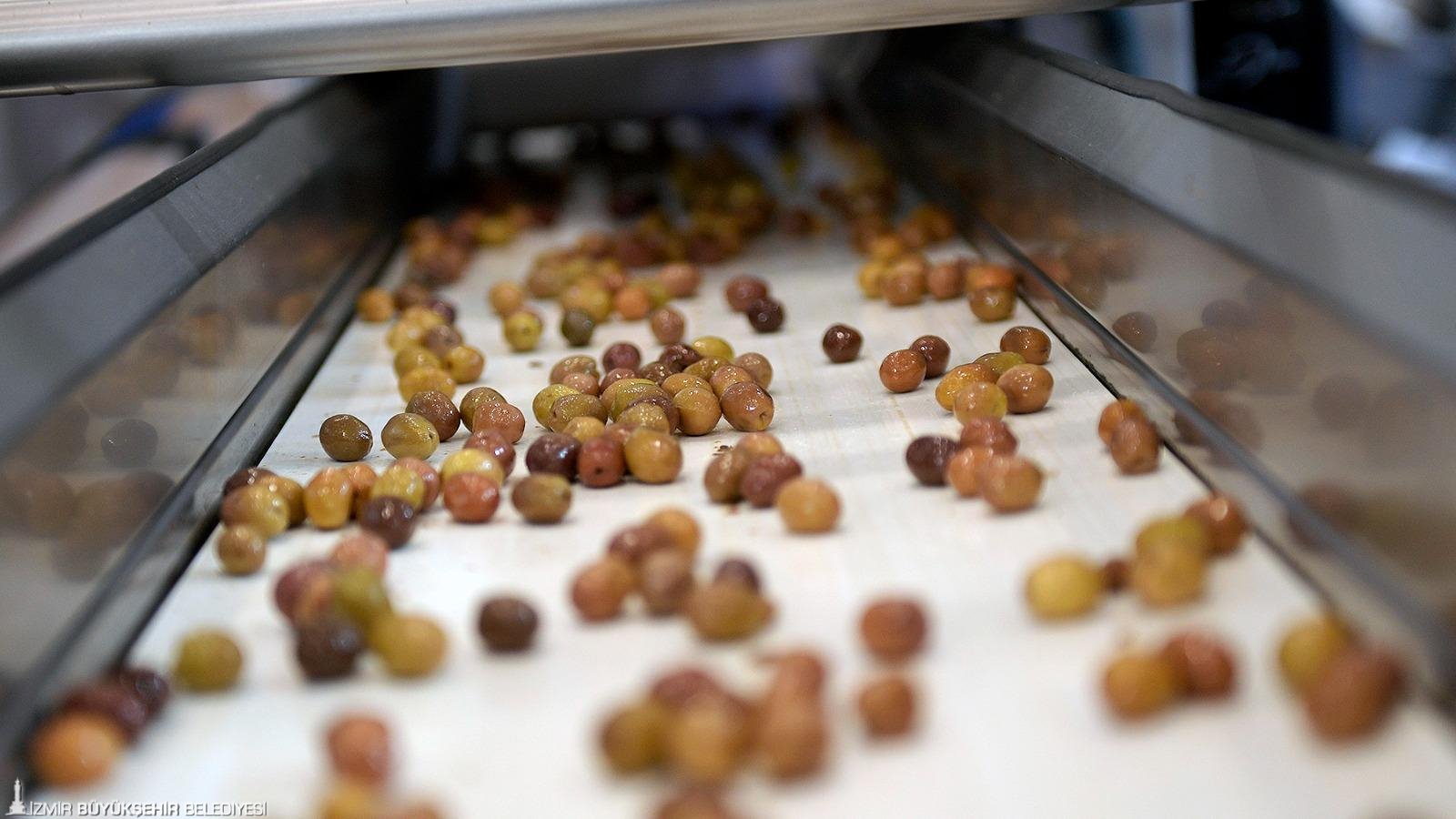 Zeytinin zirvesi İzmir'de: Olivtech Fuarı'nda geri sayım başladı