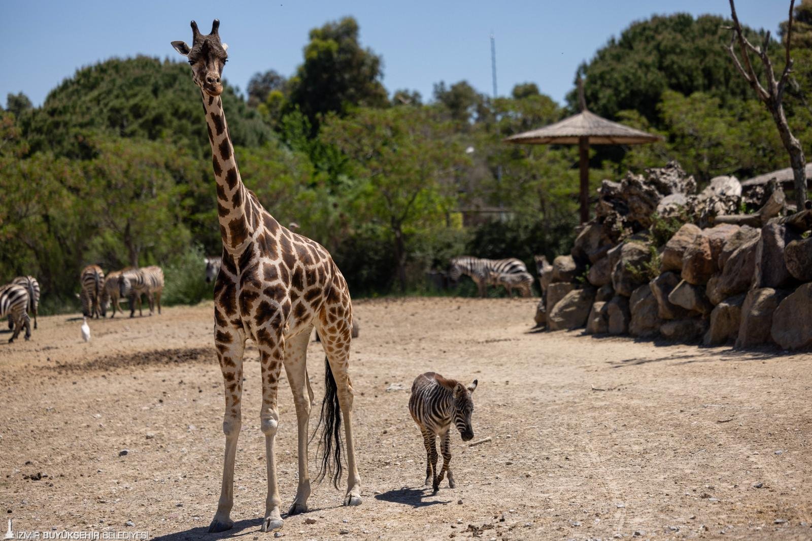 Öksüz kalan küçük Zebra Gözde yeni ailesi: İzmir Doğal Yaşam Parkı'nda 'kalpleri ısıtan dayanışma' öyküsü