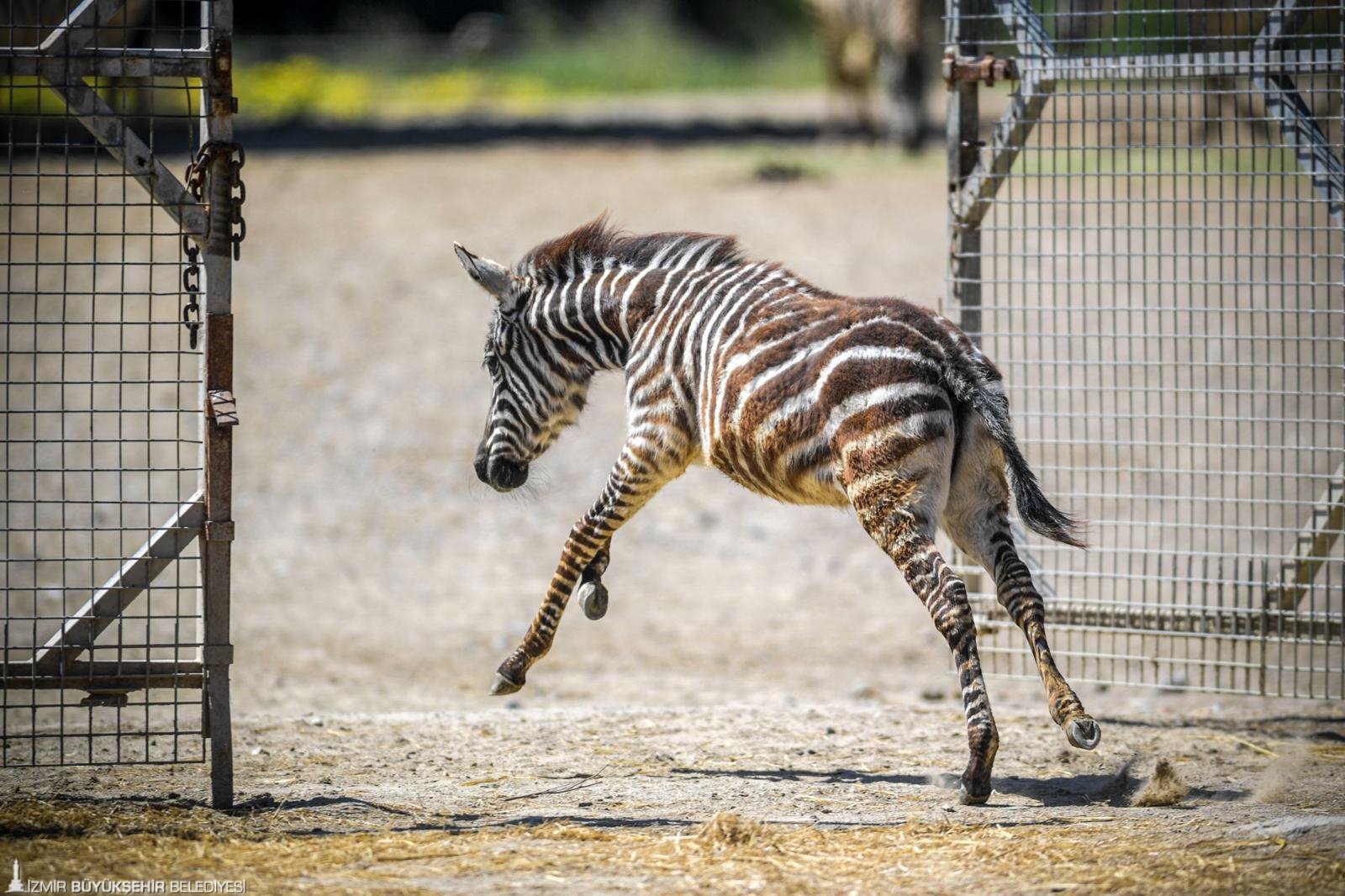 Öksüz kalan küçük Zebra Gözde yeni ailesi: İzmir Doğal Yaşam Parkı'nda 'kalpleri ısıtan dayanışma' öyküsü