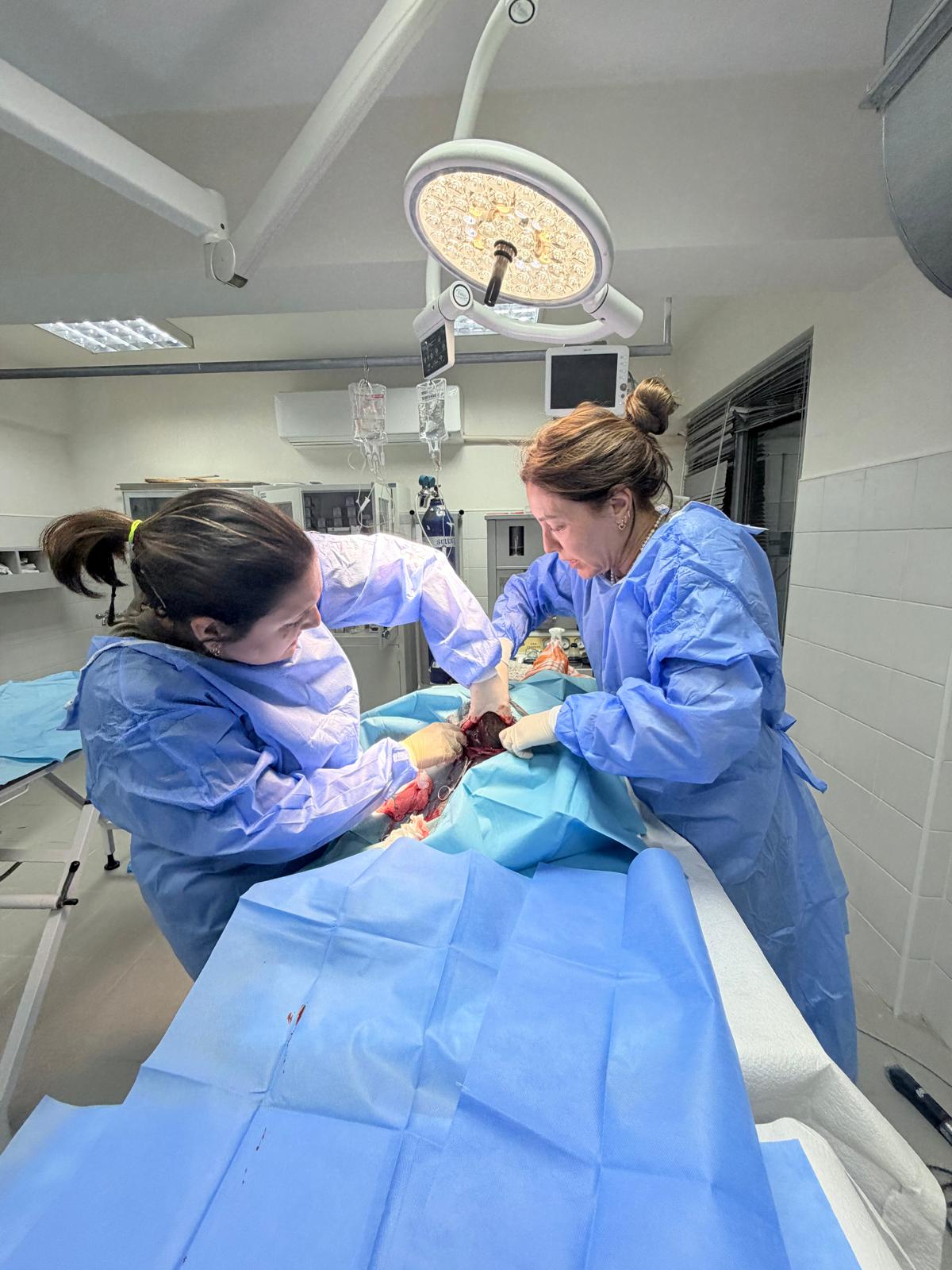 Doğal yaşamın 'mucize hekimleri' hem ceylanı hem su aygırını kurtardı: Kazanan 'sevgi' oldu 1 Doğal yaşamın 'mucize hekimleri' hem ceylanı hem su aygırını kurtardı: Kazanan 'sevgi' oldu