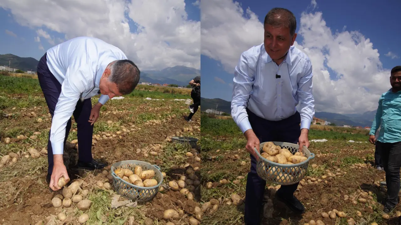 Takım elbiseyi çıkardı, tarlaya indi! Başkan Tugay Kiraz'da patates topladı
