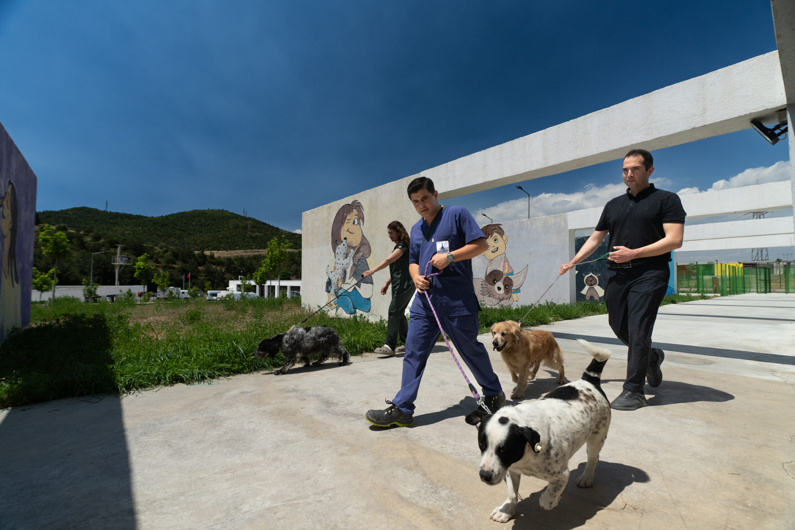 Onlar sizi bekliyor! Terk edilen cins köpekler yuva arıyor 3 Onlar sizi bekliyor! Terk edilen cins köpekler yuva arıyor