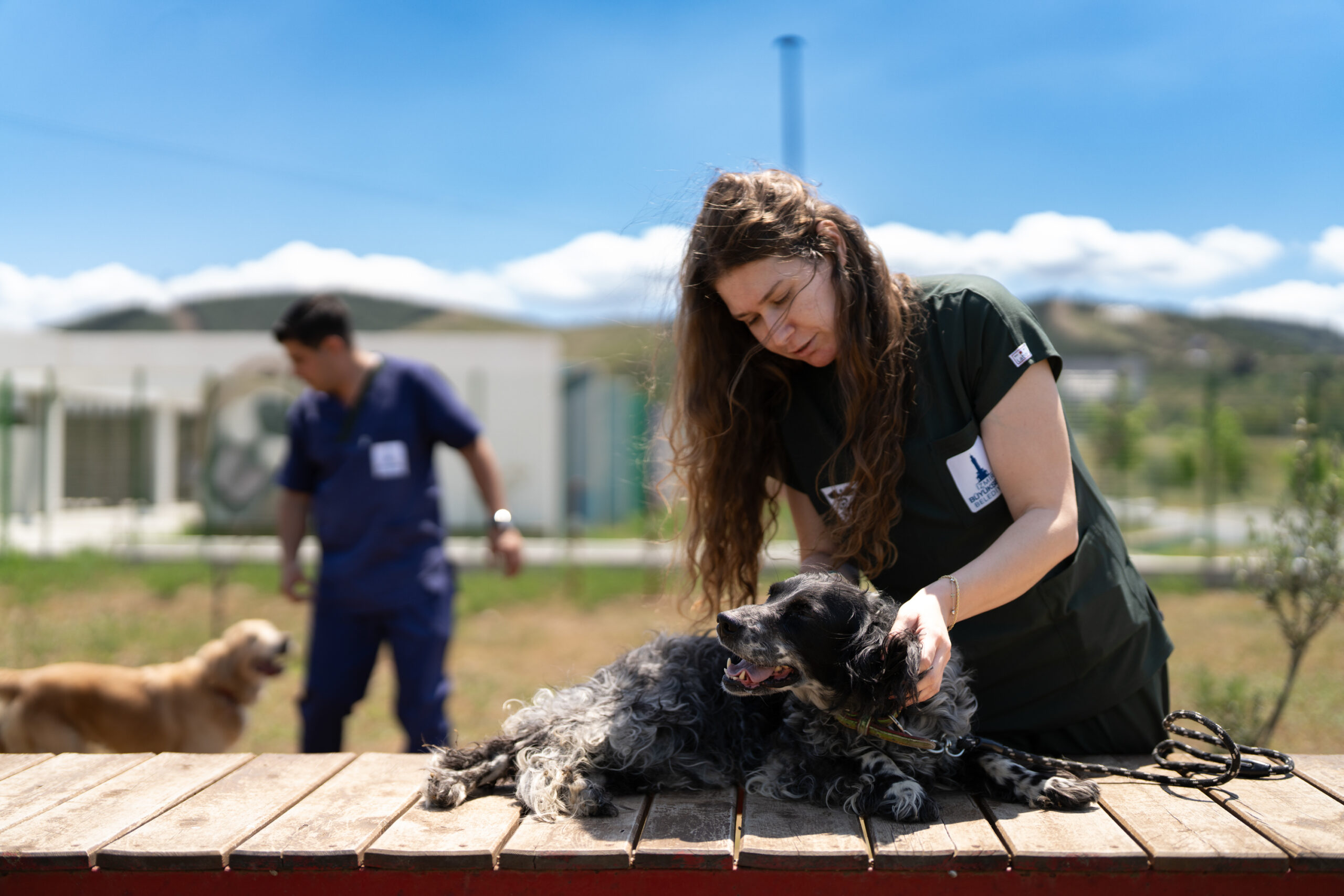 Onlar sizi bekliyor! Terk edilen cins köpekler yuva arıyor 1 Onlar sizi bekliyor! Terk edilen cins köpekler yuva arıyor