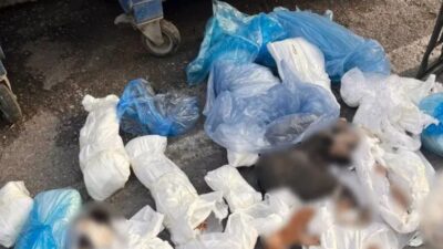 Buca’yı sarsan olayda soruşturma genişliyor. Çöp konteynerlerinde bulunan 33 kediyle