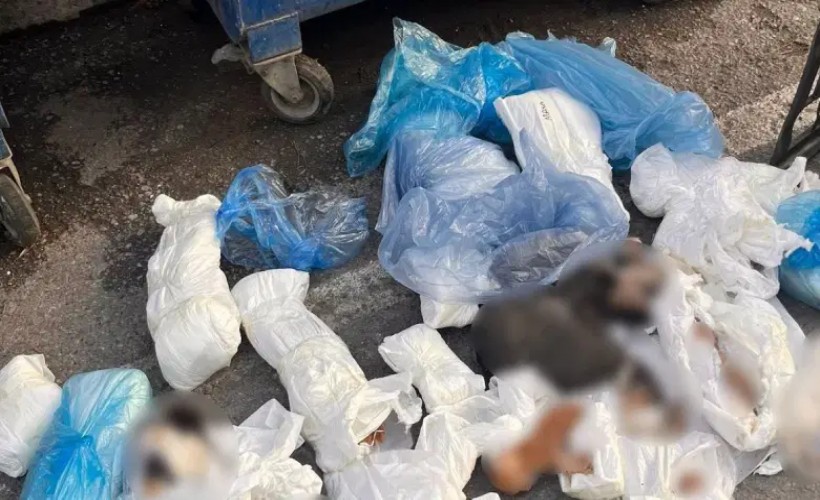 Buca’yı sarsan olayda soruşturma genişliyor. Çöp konteynerlerinde bulunan 33 kediyle