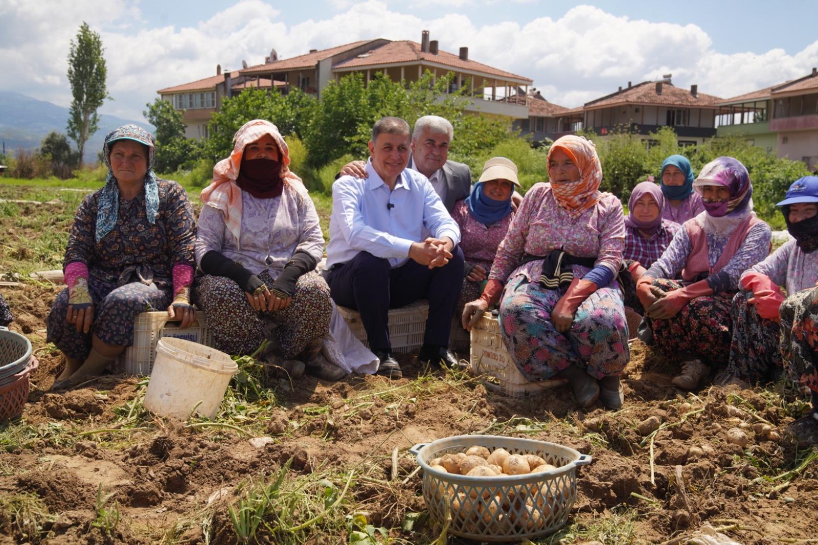 Takım elbiseyi çıkardı, tarlaya indi! Başkan Tugay Kiraz'da patates topladı