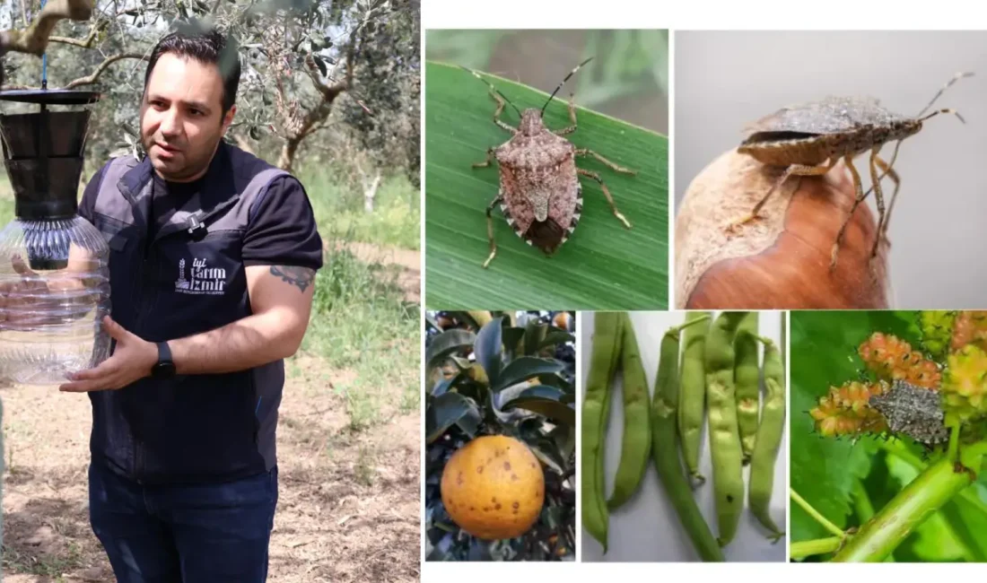 Satsuma, kiraz ve domateste ihracat tehlikede... Ürünleri kökünden kurutan kahverengi