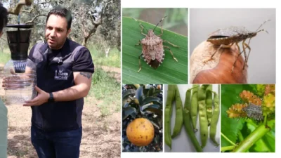 Satsuma, kiraz ve domateste ihracat tehlikede... Ürünleri kökünden kurutan kahverengi