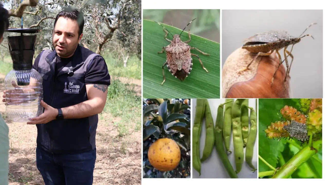 Satsuma, kiraz ve domateste ihracat tehlikede... Ürünleri kökünden kurutan kahverengi