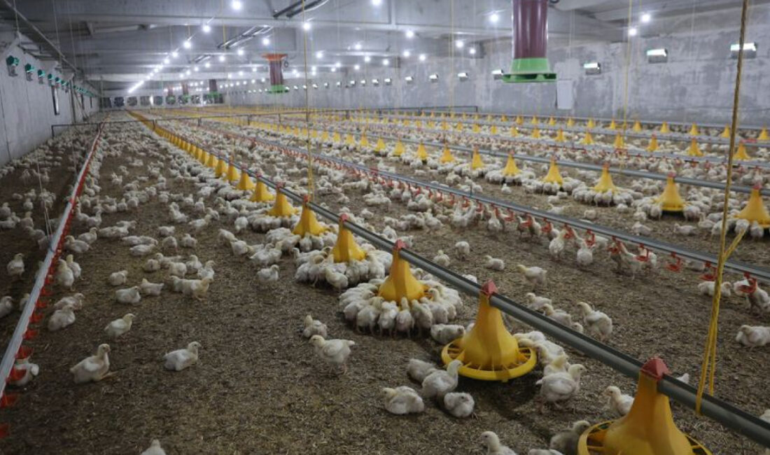 Cumhuriyet tarihinin en büyük ekonomik operasyonlarından biri başlatıldı. Aralarında Ege'nin