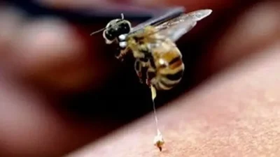 İzmir'de arı sokmalarına karşı ölümcül alerjisi olan vatandaş, arazisinde uğradığı